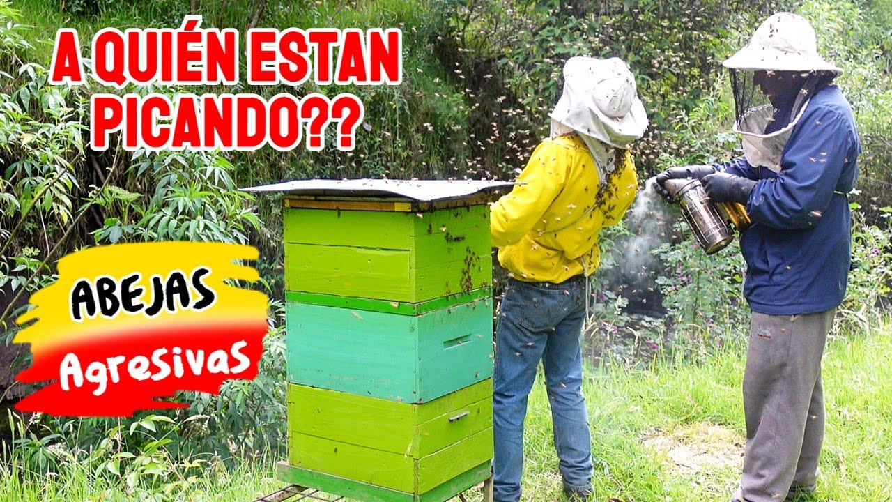 Abejas Africanizadas | killer bees | honey bees | not the bees | bees swarm attack