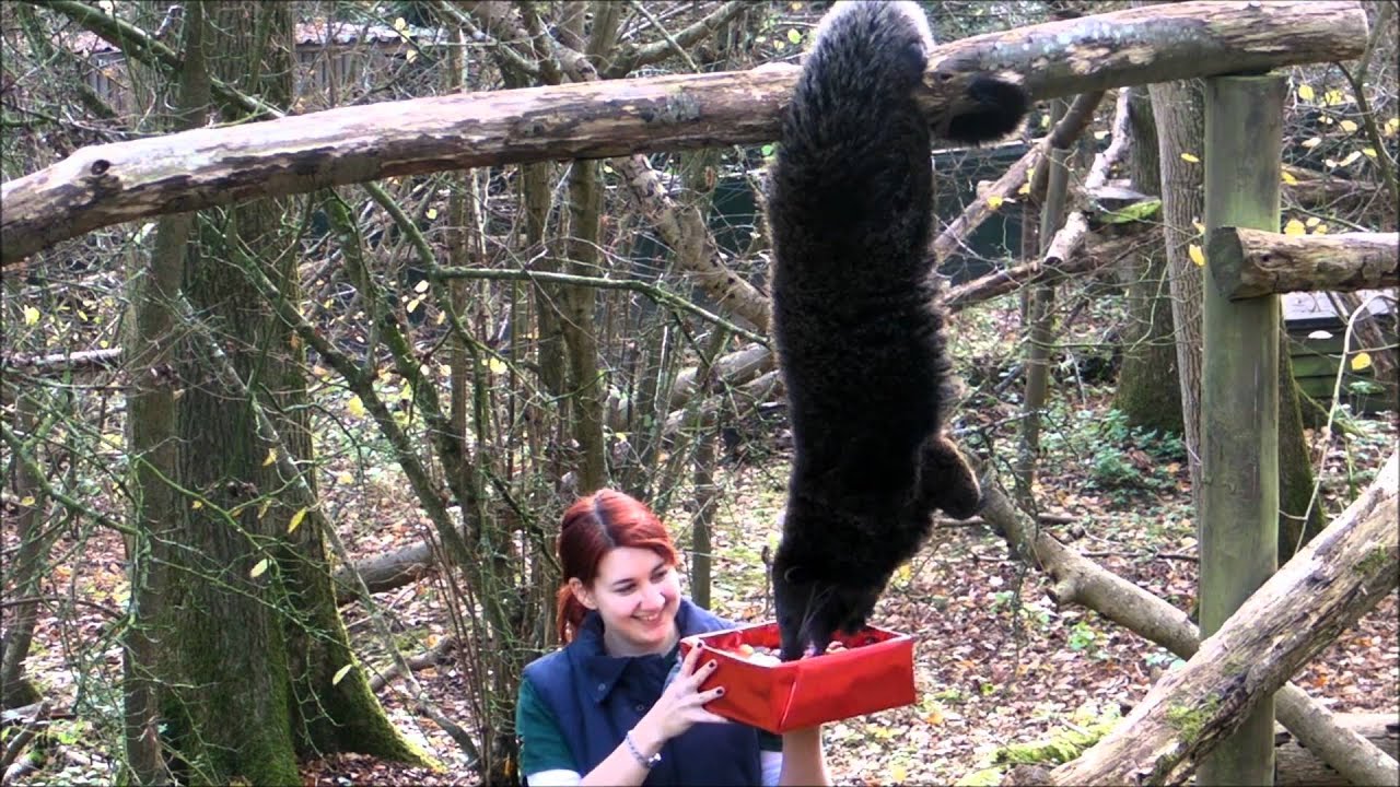 Binturong hangs upside down for Christmas Hamper
