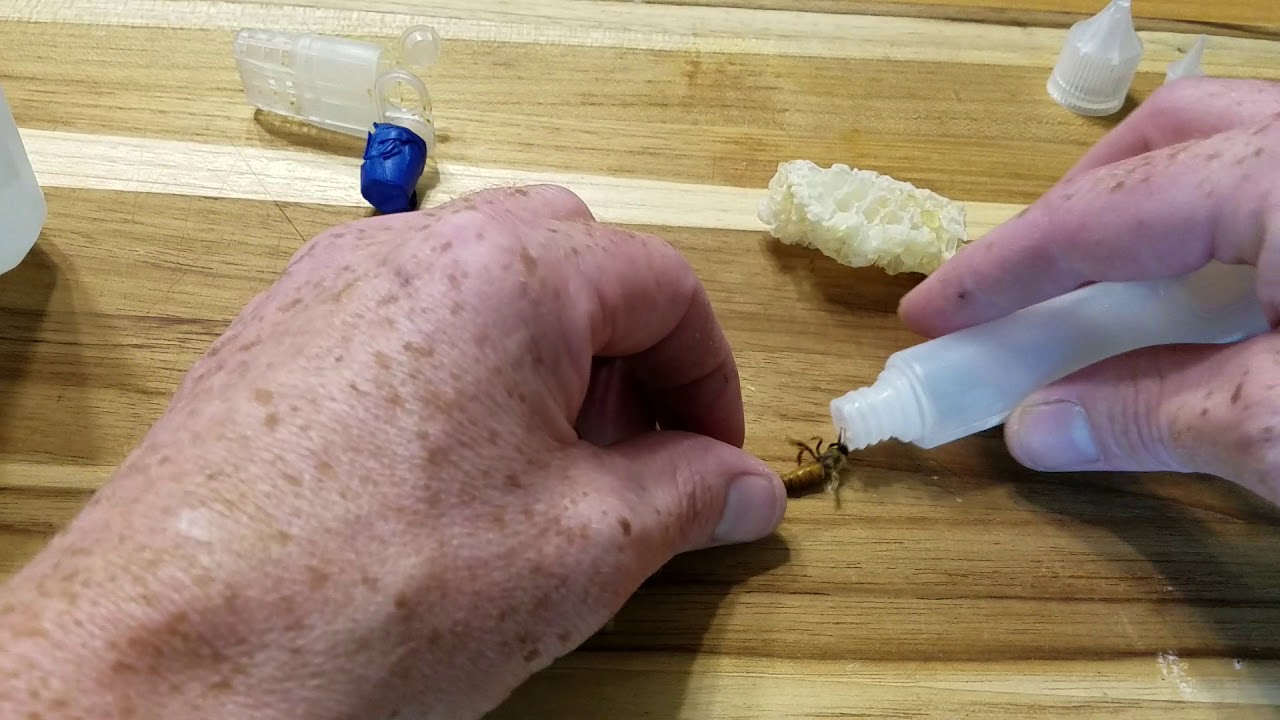 Making Swarm Lure 2nd year beekeeping