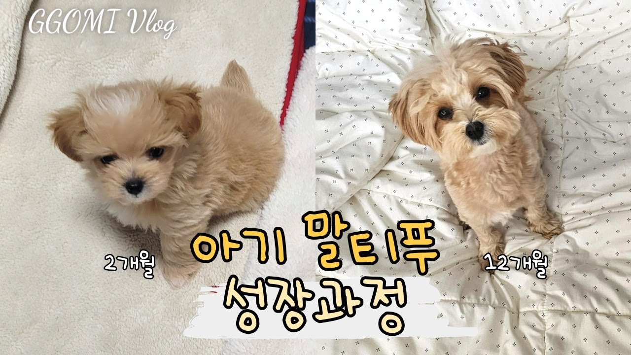 강아지 브이로그]말티푸 강아지 1년 성장과정(2개월부터 12개월까지)