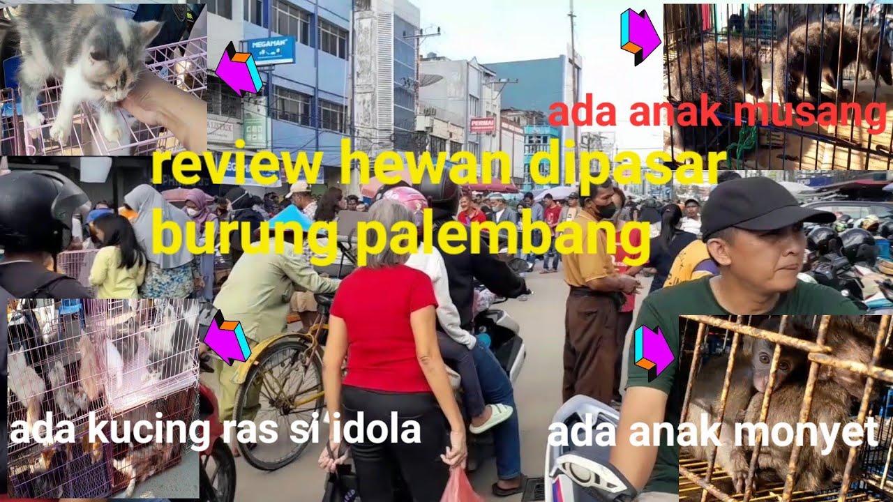 kondisi terkini pasar burung palembang tempat berkumpulnya para pecinta hewan dikota palembang..!!