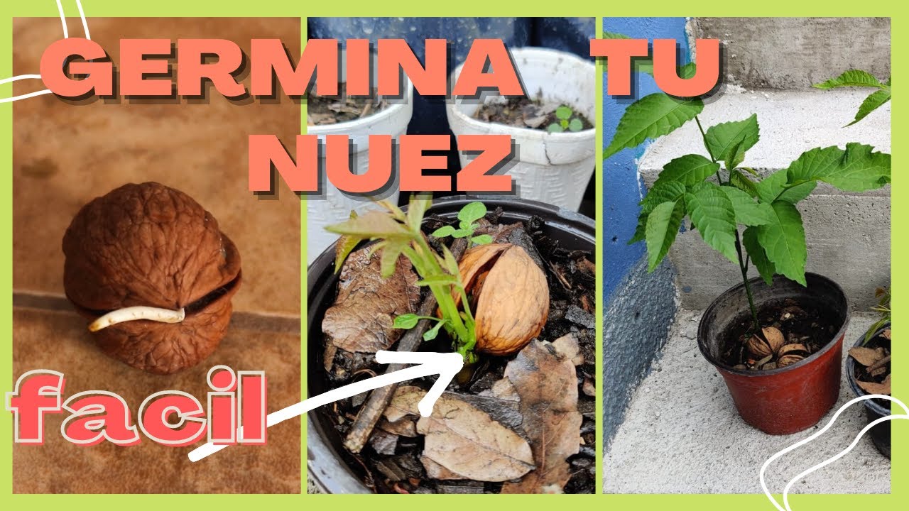 COMO GERMINAR una NUEZ (de castilla) RAPIDO🌰-🌳como sembrar una nuez de castilla. germinar nuez