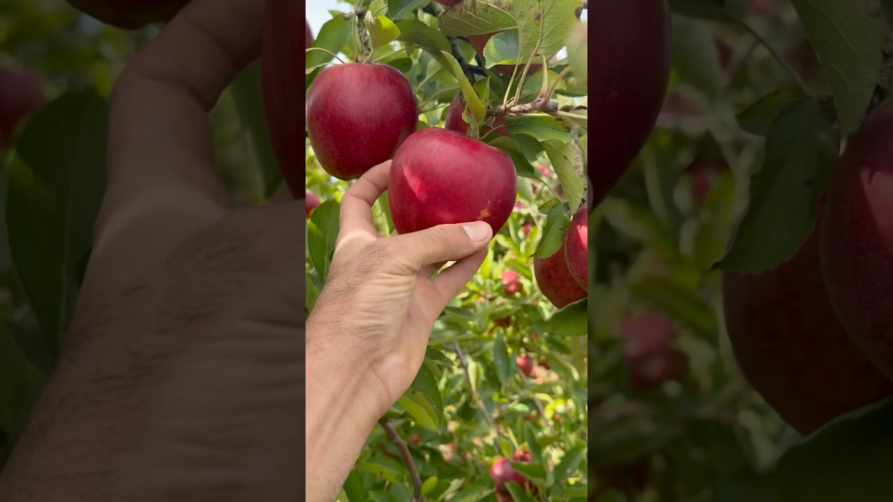 Fresh Apple Newzealand #dairyfarming #dairyfarmingindia #farming #dairyherd #cow #dairyindustry