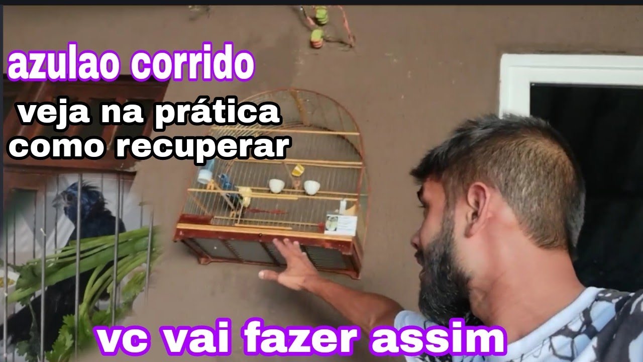 como recuperar azulão corrido... JOHNY AVES DE FIBRA 🇧🇷
