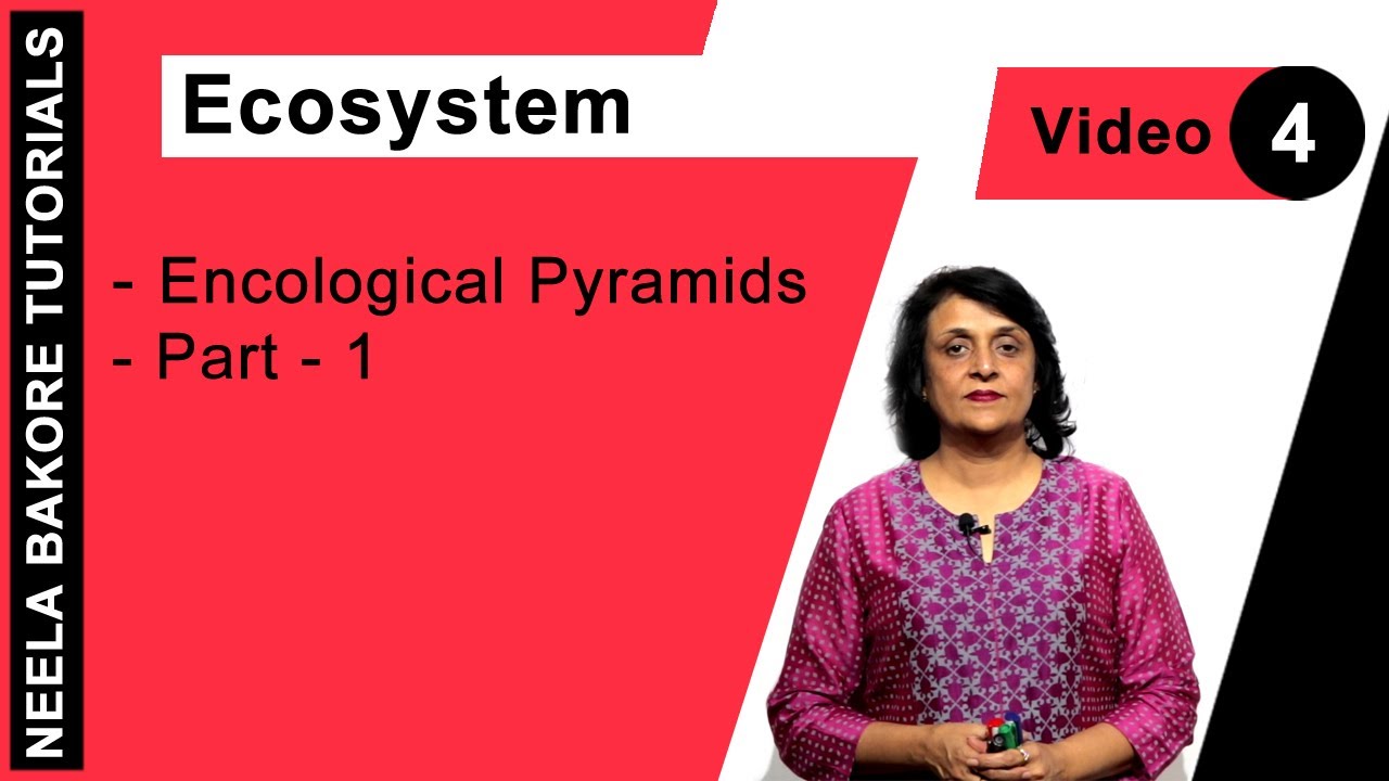 Biology For NEET & AIIMS | Ecosystem - Encological Pyramids - Part - 1