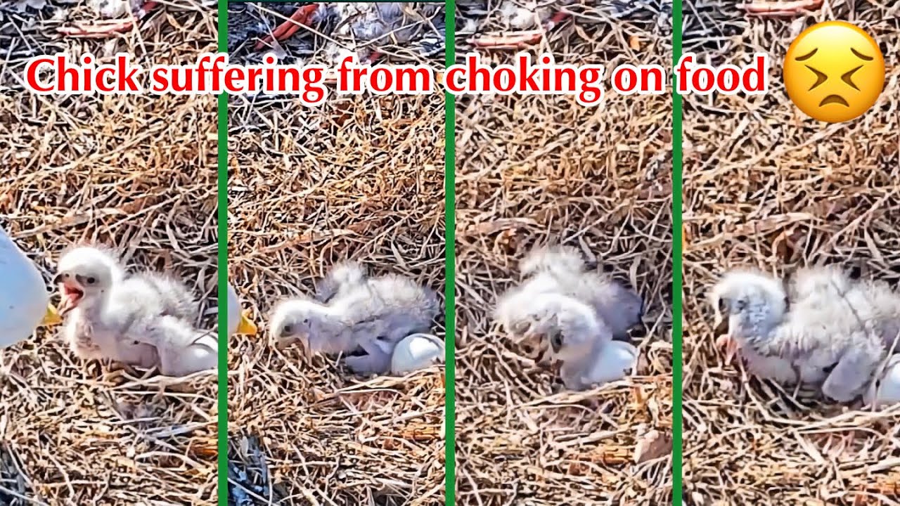 #70🦅🐥6°🥚／Duke Farms Eagle Nest 2026／Duke Mom💗Duke Dad／by Duke  Farms