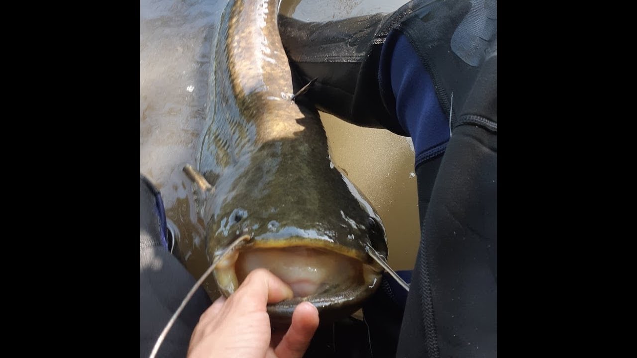 Retour en Alsace: Brochet, Silure c'est REPARTI.
