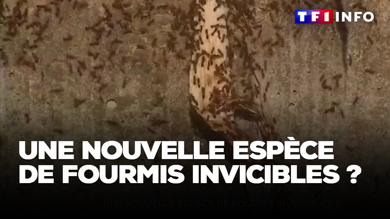 Une nouvel espèce de fourmis invincibles ?