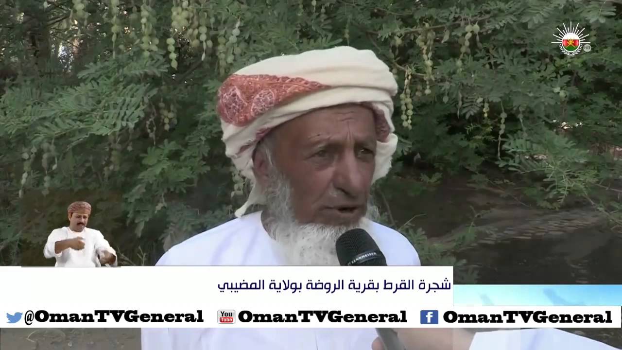 شجرة القرط بقرية الروضة بولاية المضيبي