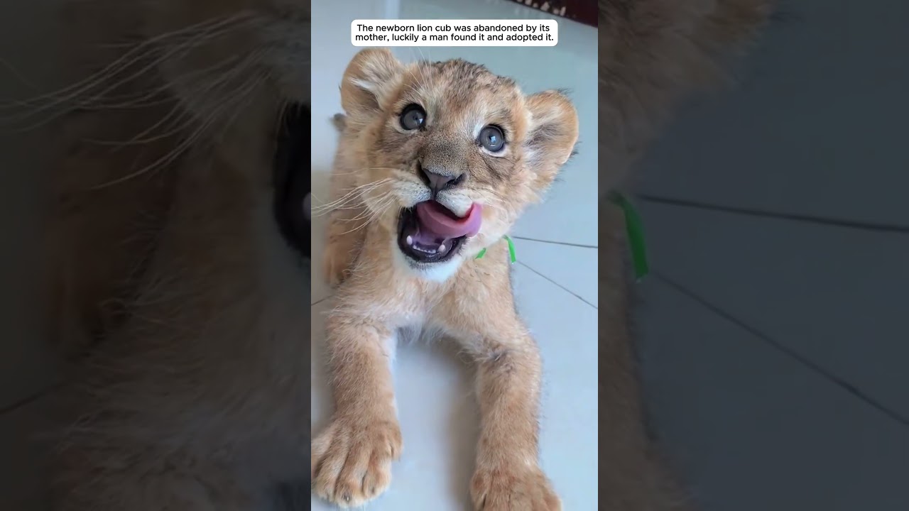 The newborn lion cub was abandoned by its mother #lioncub #animals #shorts