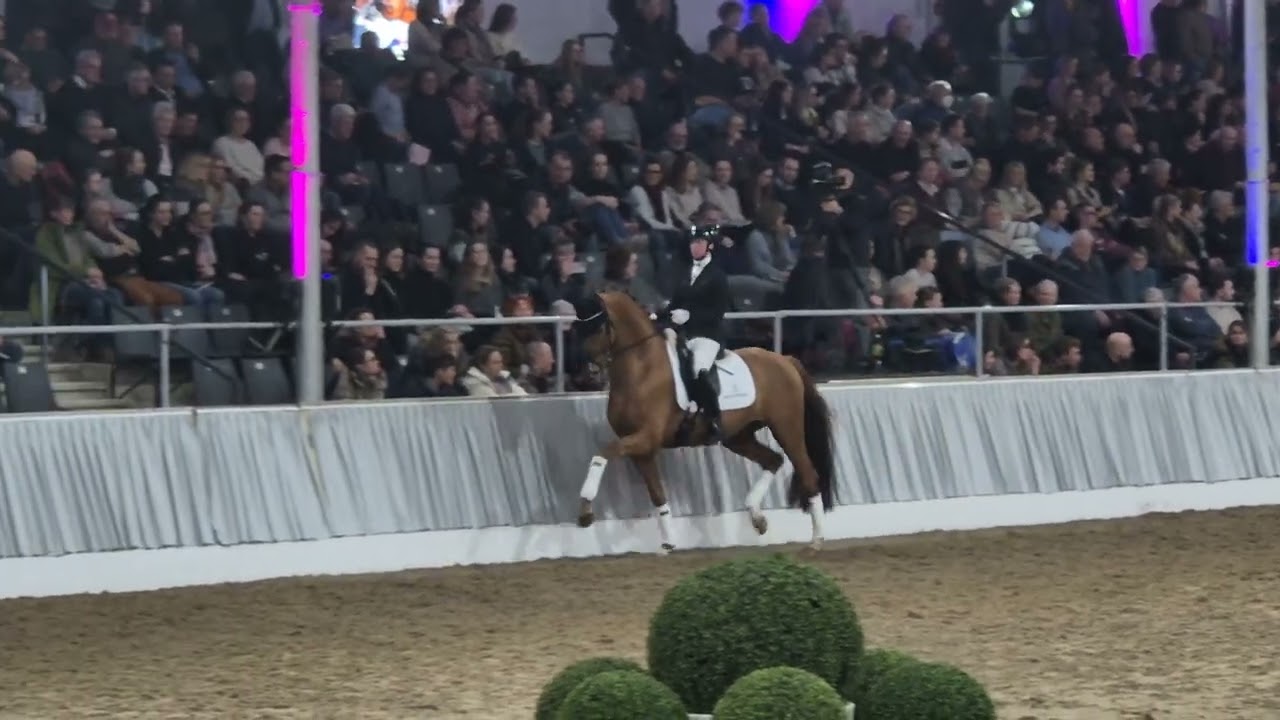 Stallion Daan G 🍀 Donkey Boss x Don Olymbrio x Don Schufro