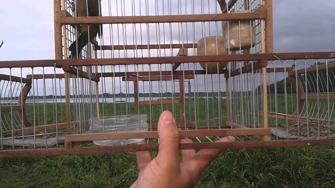 Congo Bajero | Pico de plata | Bicudo El Cara negra Barrancabermeja