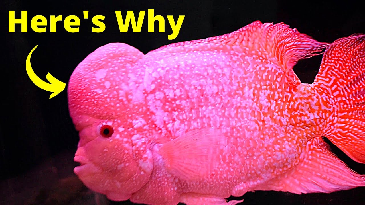 Why Do Flowerhorns Grow Nuchal Humps (Big Heads)