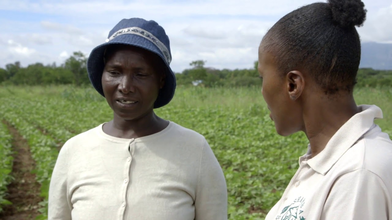 Shamba Shape Up Sn 10 - Ep 4: OFSP, Fall Armyworm, Conservation Agriculture (English)