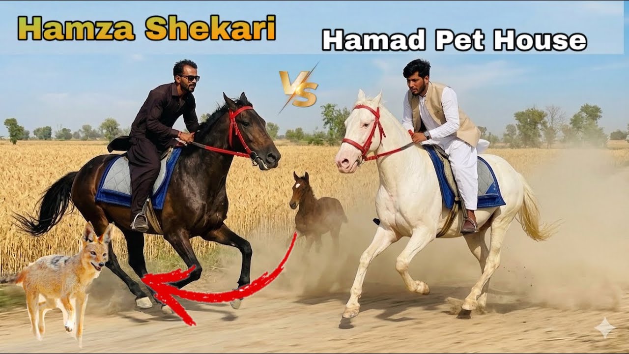 Hamza Shekari VS Hammad Pets House: Race Aur Gedar Ka Shikar! 🐎
