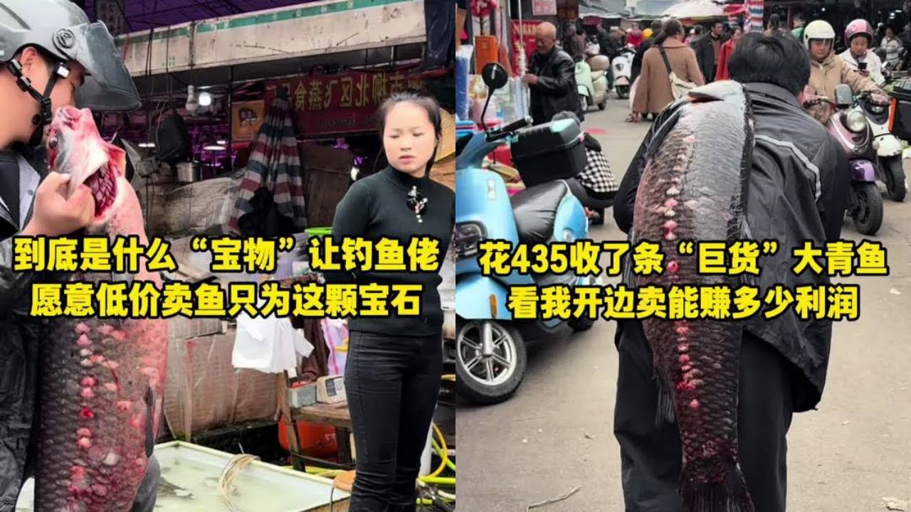 到底是什么宝物让钓鱼佬愿意低价卖鱼，只为了这颗宝石？｜花435元收了条巨货大青鱼，看我开边卖能赚多少利润？
