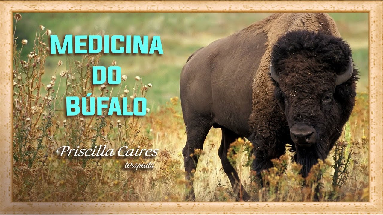 Medicina e meditação do arquétipo animal de poder búfalo, boi, touro, vaca - Bovídeos