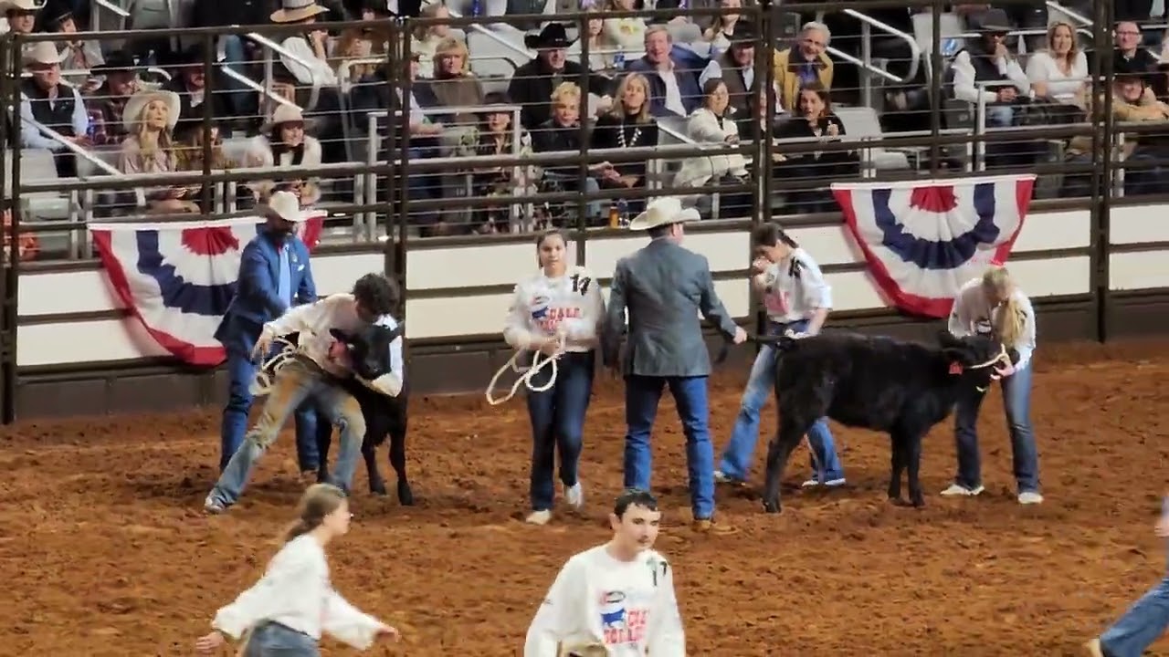 Fun Calf Scramble (7)