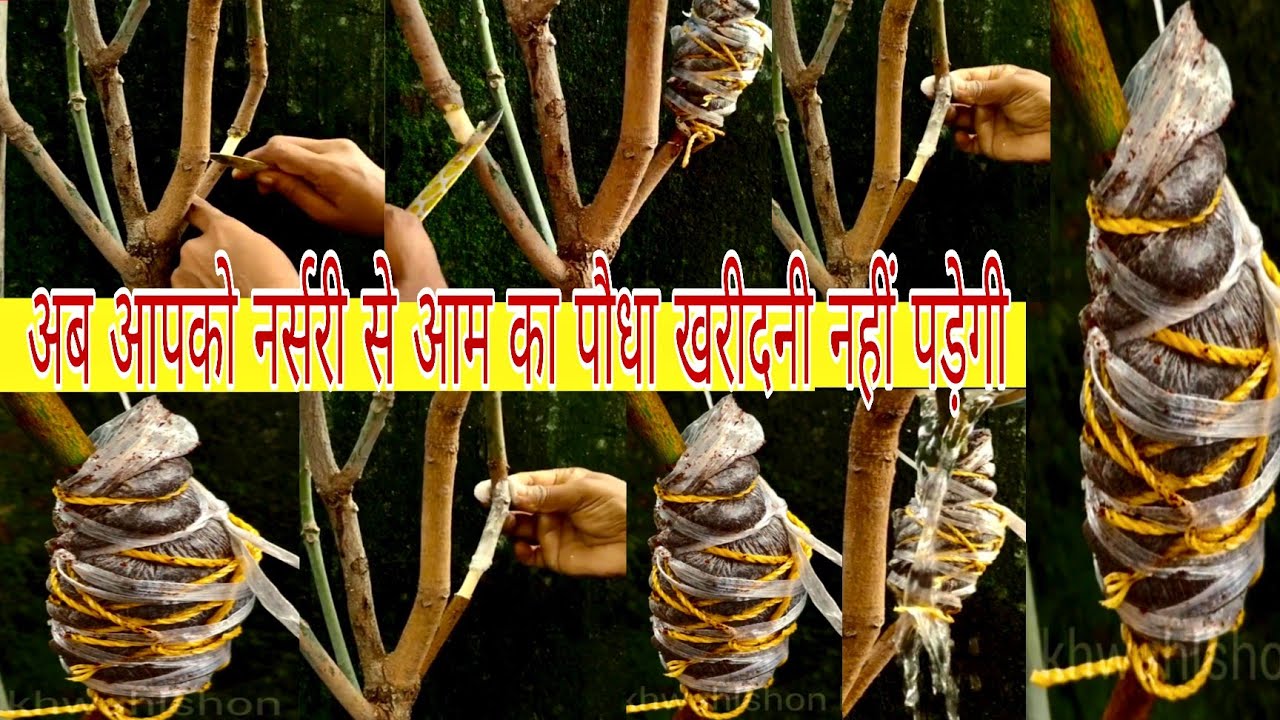 अब आपको नर्सरी से आम का पौधा खरीदनी नहीं पड़ेगी | आम का कलम बंaधे खुद | mango plant air layering 
