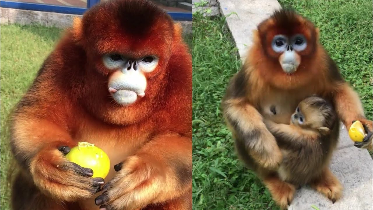 Cute golden snub-nosed monkey eating food-EP.01 [ Shorts Video New ]