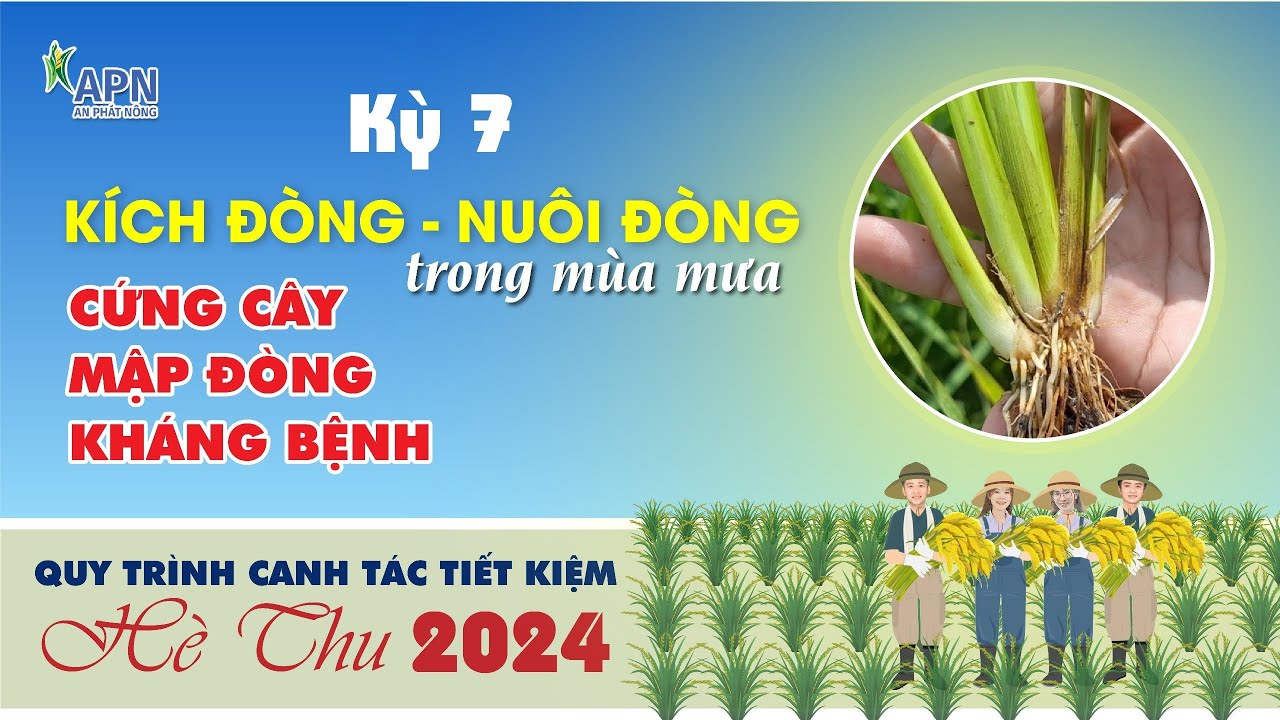 APN - KÍCH ĐÒNG, NUÔI ĐÒNG - CỨNG CÂY, MẬP ĐÒNG, KHÁNG BỆNH - HÈ THU 2024|KỲ 7