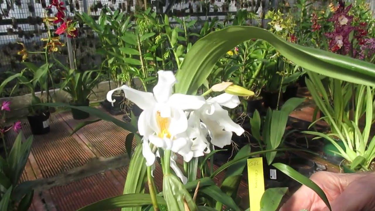 Coelogyne cristata, una delle orchidee più conosciute ed apprezzate dagli appassionati