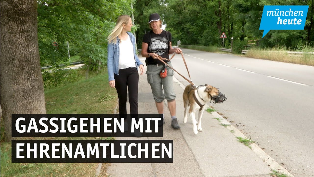 Gassigehen mit Ehrenamtlichen in Münchner Tierheim