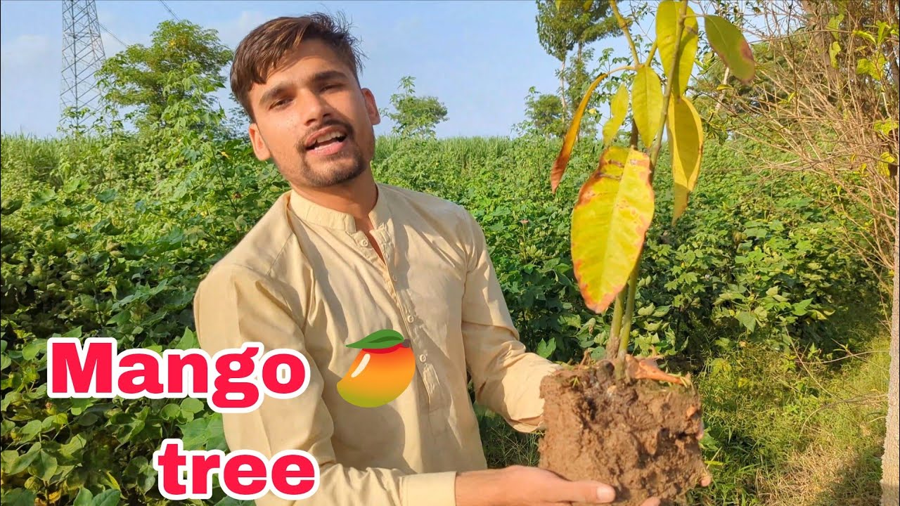 Desi Jugaad 🌱 I Grew a Mango Tree with My Own Hands