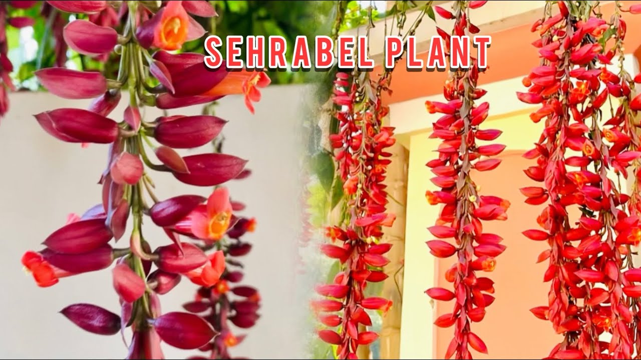 अनोखा पौधा😱🤫 SEHRABEL How to cultivate||Thunbergia Mysorensis||A Stunning Addition to Your Garden