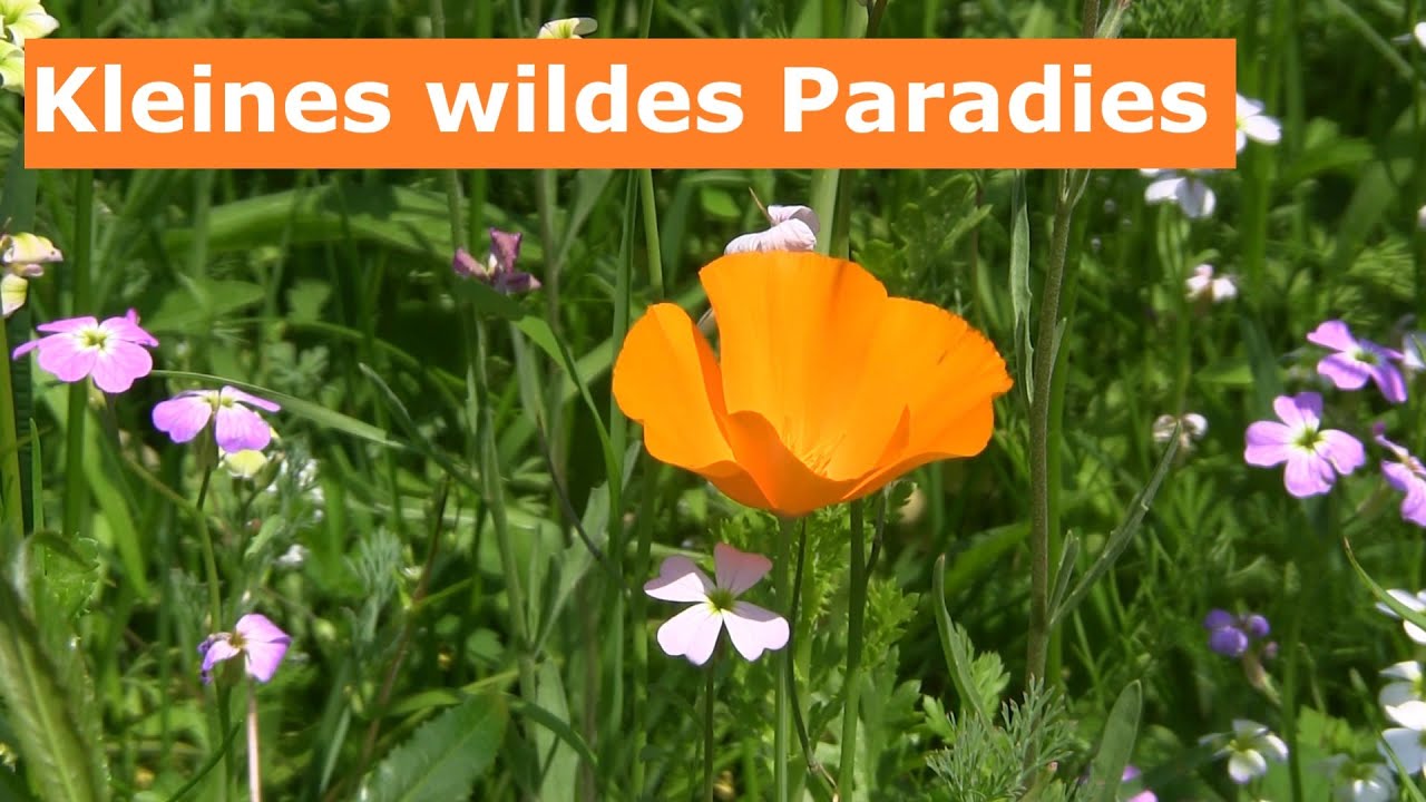 Kleines wildes Paradies! Wildblumen Beet übers Jahr.  Film 117