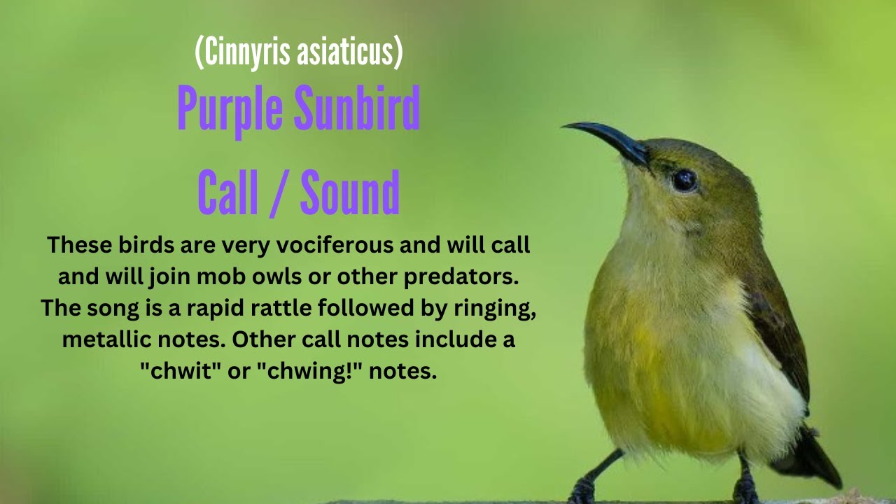 Purple Sunbird Female Call and Sound