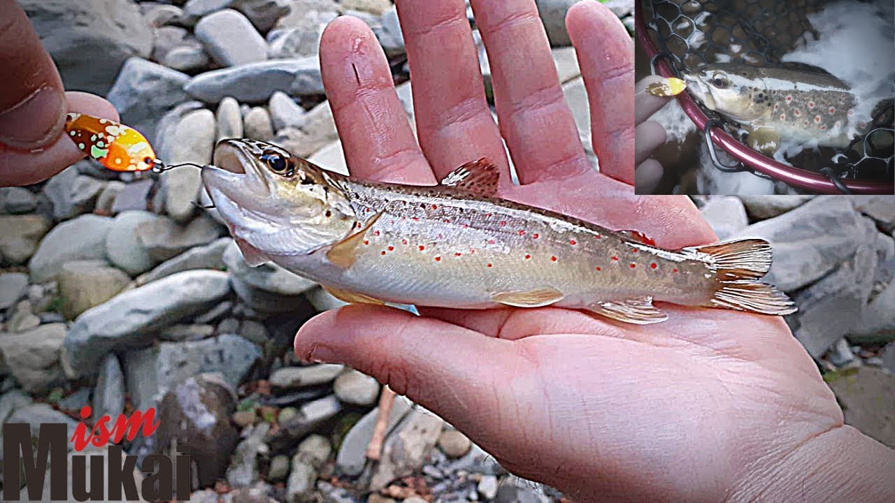 Spinning Trota Torrente - Spinning Trota Fario - Che goduria-Mukai