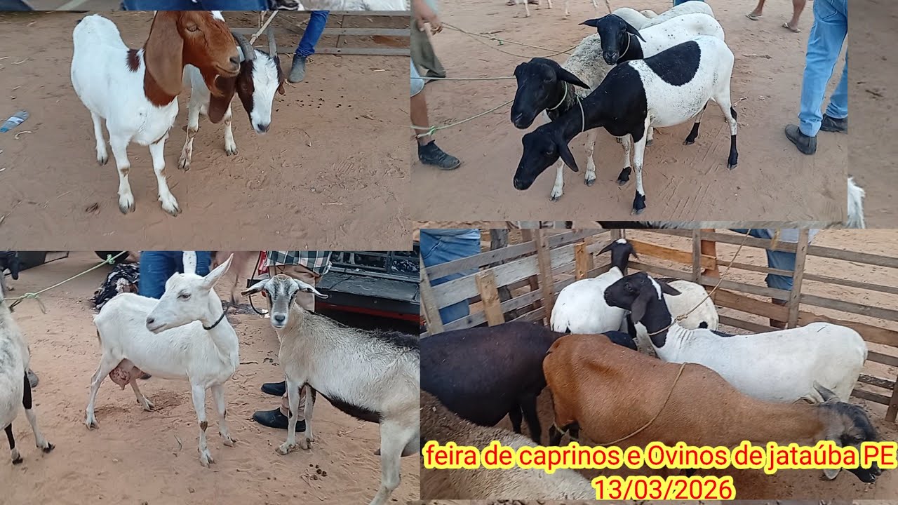Feira de caprinos e Ovinos de jataúba PE 13/03/2026/ parte 1