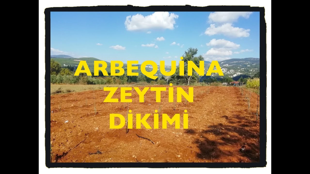 ARBEQUİNE(ARBEKUNA) ZEYTİN DİKİMİ #arbequina #zeytin