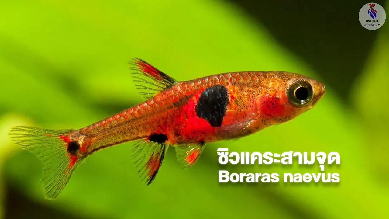 ซิวแคระสามจุด Boraras naevus
