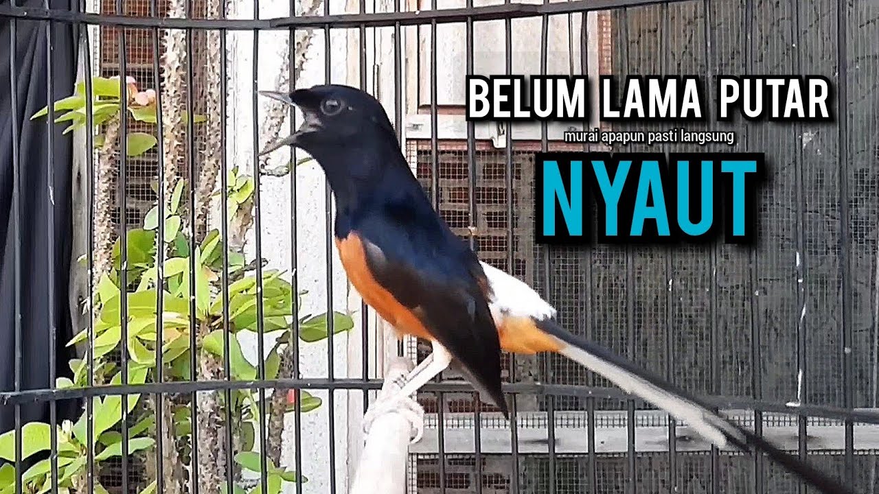 murai batu gacor AMPUH buat PANCINGAN murai batu agar bunyi JADIKAN burung murai gacor EMOSI