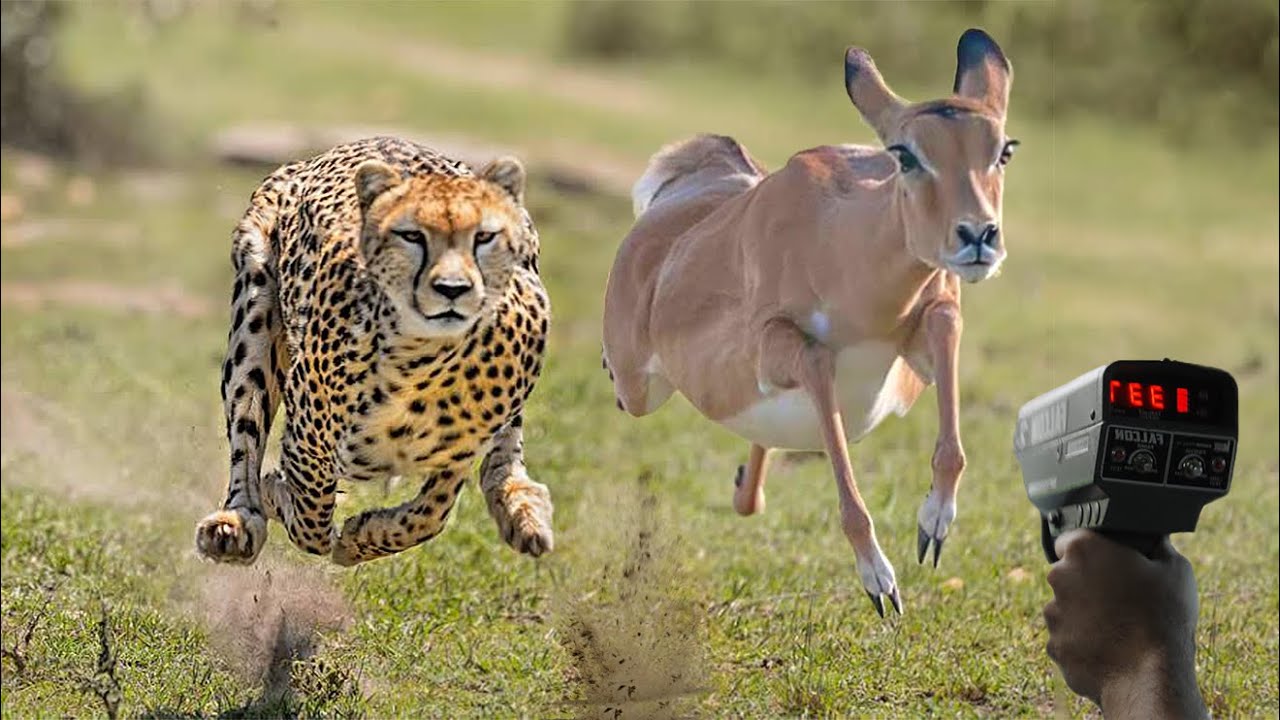 Top 10 Fastest Animals in the World (With Top Speed)