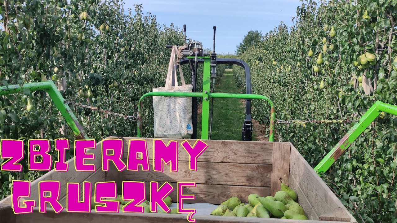 Holandia praca-zbieramy gruszkę