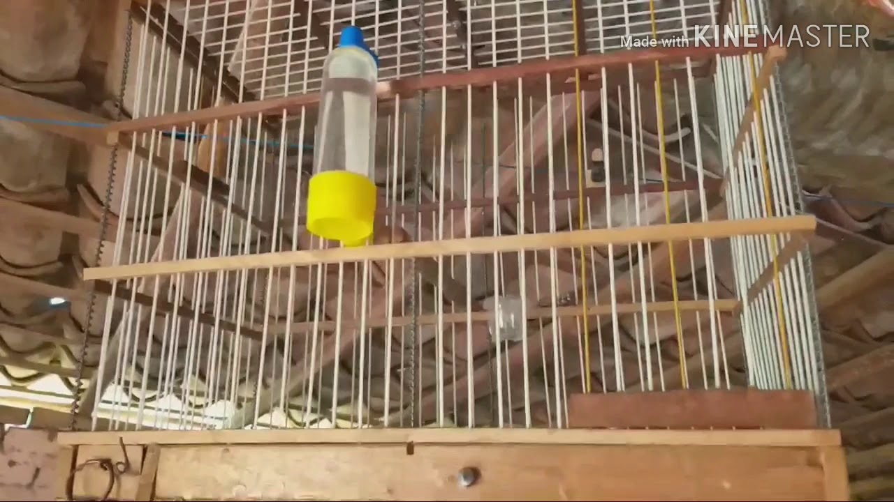 Mostrando Minhas Aves