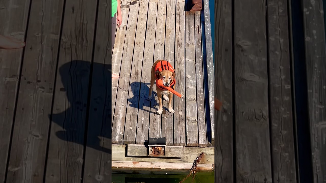 It’s All About Me 🐕 