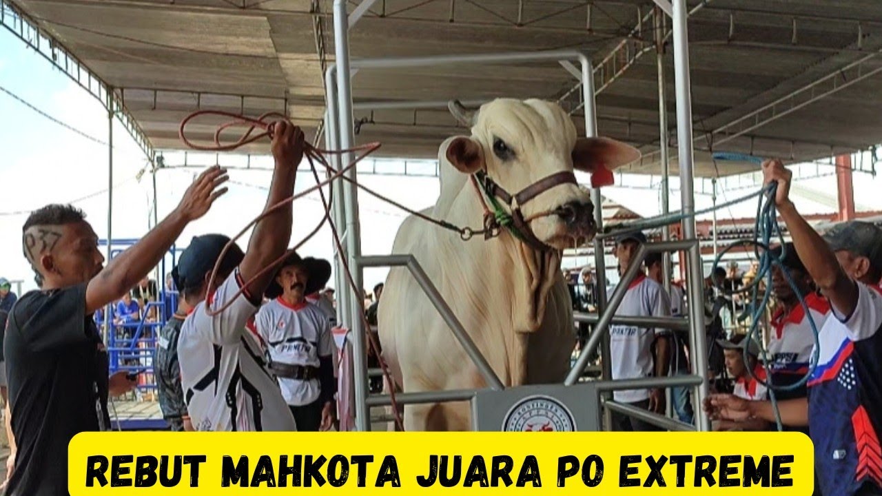 Ini Dia Juara Baru Kelas PO Extreme Kontes APPSI Boyolali 2025|Sapi PO Monster