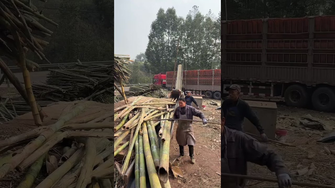 Amazing Power! Crushing Tons of Bamboo Fast