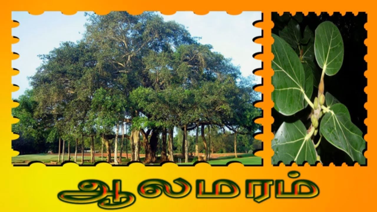 மரங்களின் பெயர்கள் | Pre KG | LKG | UKG | 1st STD | Education Video | Vairatha - All Is Well
