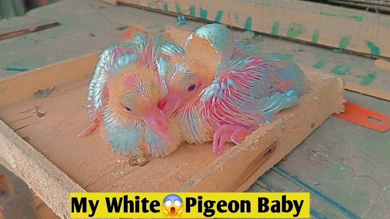 pigeon cear is liveसफेद कलर के कबूतर के बच्चे🐣 Rare White Pigeon Babies Live |siwan me safed kabutar