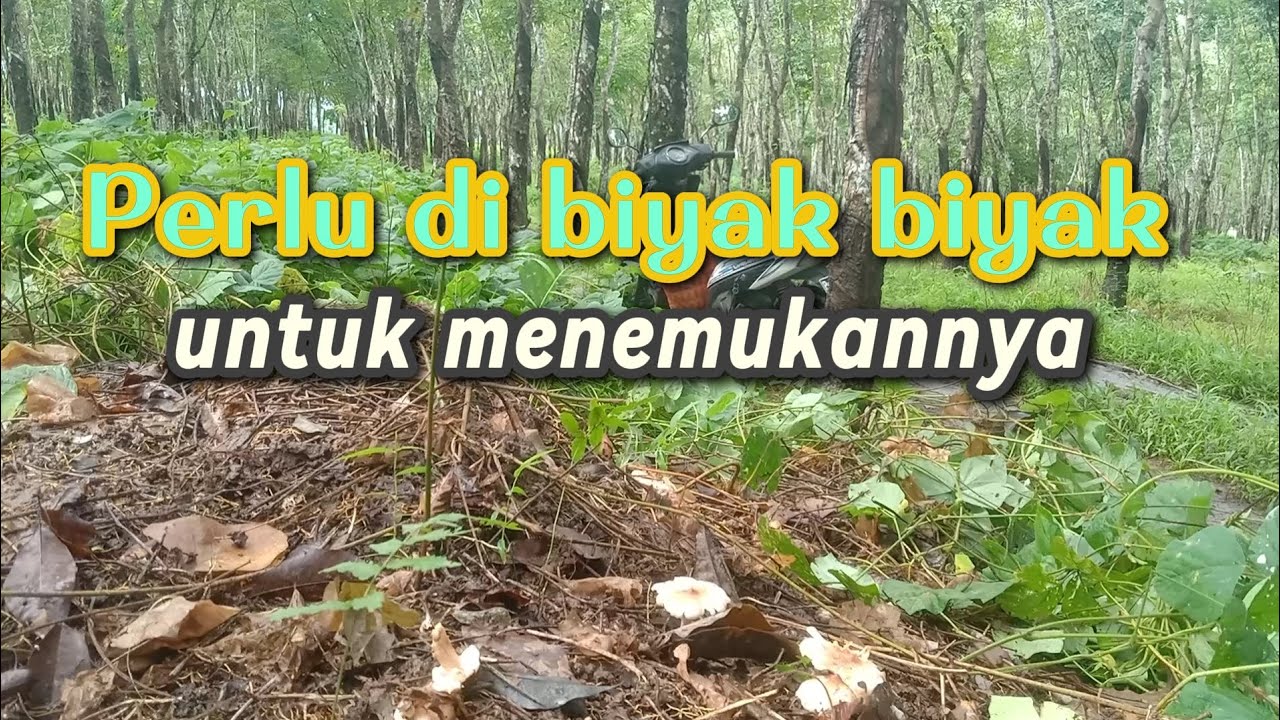 Jamur tumbuh di balik semak hutan