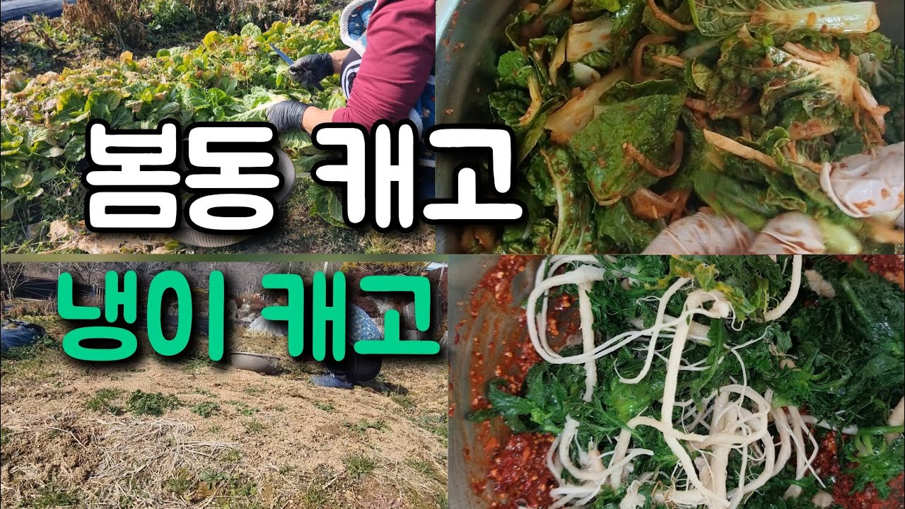 텃밭에서 자연산 냉이캐고/겨울 텃밭 봄동캐기~# 나비골함언니 #시골텃밭 #자급자족