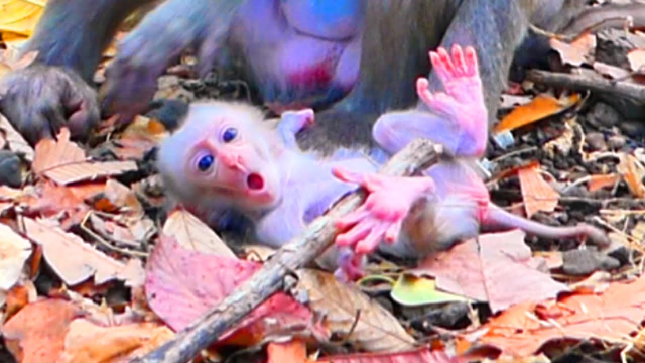Not Ready Yet, But Trying — Mama ROZA Watches Baby’s First Steps 🐒.