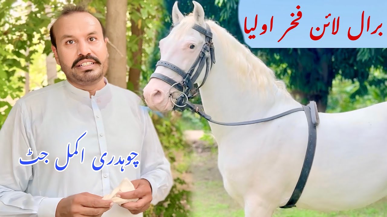 Ch Akmal Jutt Wala Nukra | confirm Baral Line Nukra Ghoda 