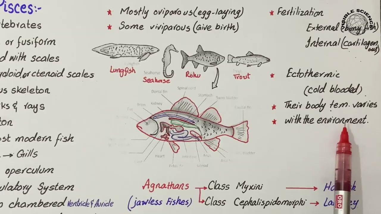 group pisces | CLASSIFICATION OF VERTEBRATES