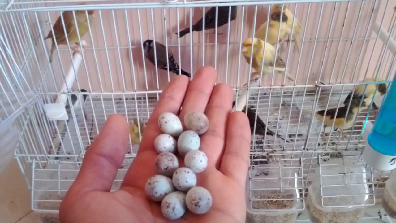 أبرز أسباب عدم تخصيب بيوض الكناري les raisons des oeufs non enrichir